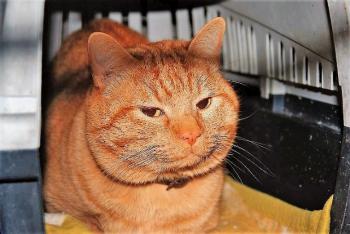 Bild von Garfield