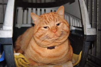 Bild von Garfield