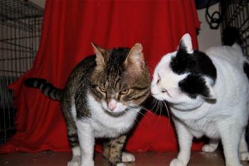 Smudge Bild von Smudge