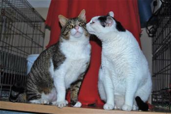Smudge Bild von Smudge