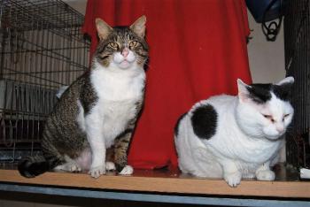 Smudge Bild von Smudge