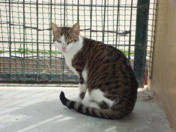 Ohne Bild von Tigris