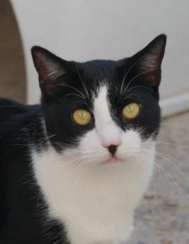 Noshi Bild von Noshi