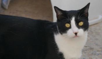 Noshi Bild von Noshi