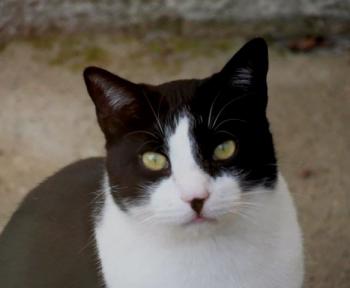 Noshi Bild von Noshi