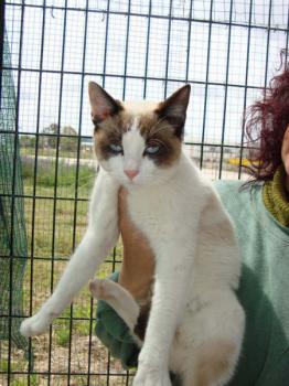Ohne Bild von Snow Shoe