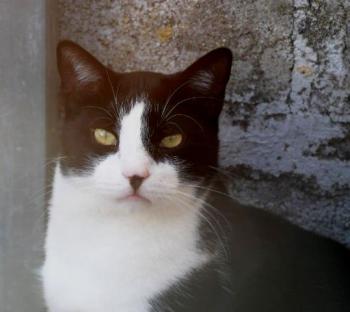 Noshi Bild von Noshi