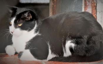 Noshi Bild von Noshi