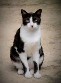 Noshi Bild von Noshi