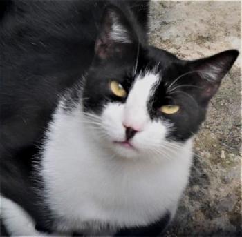 Noshi Bild von Noshi