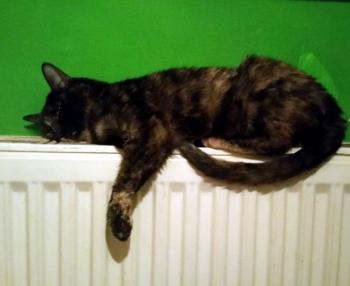 Fifi Bild von Fifi