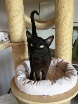 Nubia Bild von Nubia