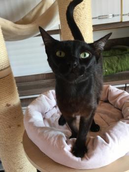 Nubia Bild von Nubia