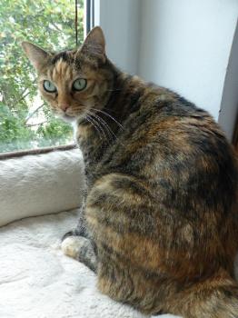 Silwa Bild von Silwa
