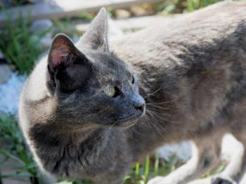 Nala Bild von Nala