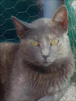 Nala Bild von Nala