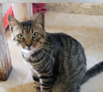 Duke Bild von Duke