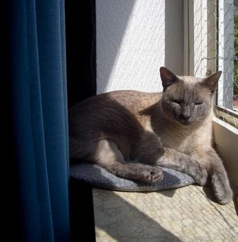 Silver Bild von Silver