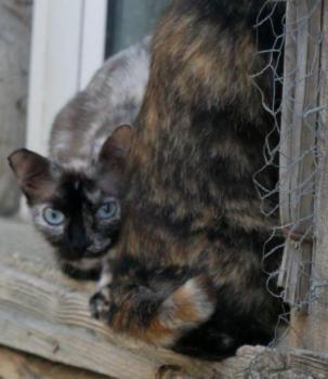 Cosette Bild von Cosette