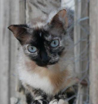 Cosette Bild von Cosette