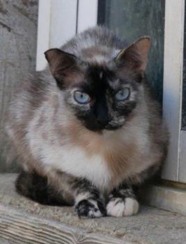 Cosette Bild von Cosette