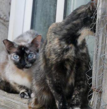 Cosette Bild von Cosette