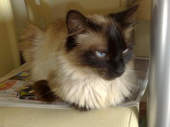 Shary Bild von Snowy