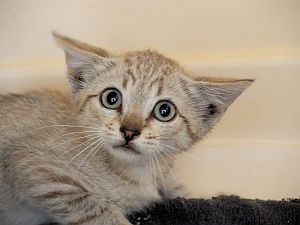 Sasha Bild von Sasha