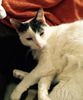 Pussy Bild von Pussy