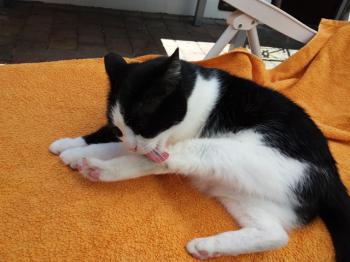 Agata Bild von Agata