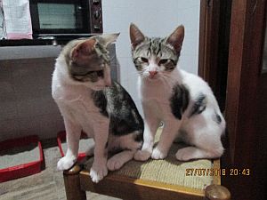 Dinky Bild von Dinky