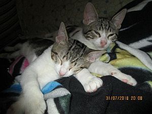 Dinky Bild von Dinky