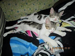 Dinky Bild von Dinky