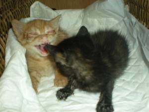 Sanson+Dalila Bild von Dalila