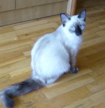 Chica Bild von Chica