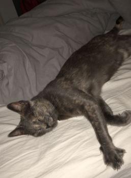Nala Bild von Nala
