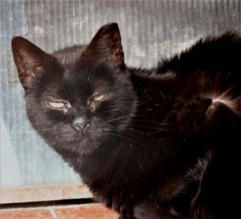 Bashira Bild von Bashira