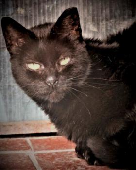Bashira Bild von Bashira