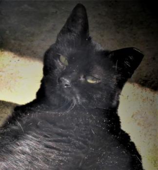 Bashira Bild von Bashira