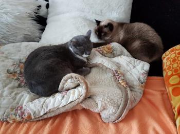 Peyo Bild von Peyo