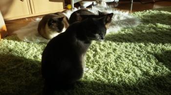 Peyo Bild von Peyo