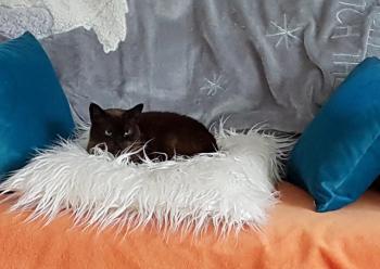 Missy Bild von Missy