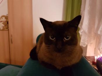 Missy Bild von Missy