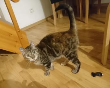 Fame Bild von Fame