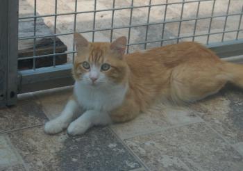 Scar Bild von Scar