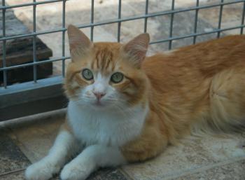 Scar Bild von Scar