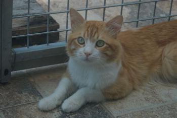 Scar Bild von Scar