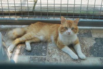 Scar Bild von Scar