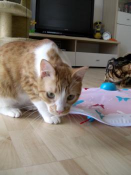 Toni Bild von Dahab