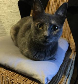 Nala Bild von Nala
